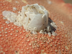 Solidobalanus hesperius laevidomus