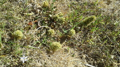 Ptilotus spathulatus