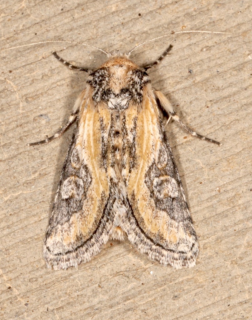 Crimona pallimedia