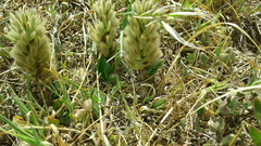 Ptilotus spathulatus