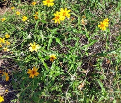 Wedelia acapulcensis