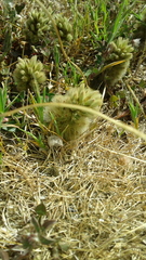 Ptilotus spathulatus