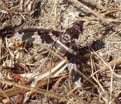 Exoprosopa dorcadion