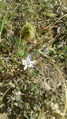 Ptilotus spathulatus