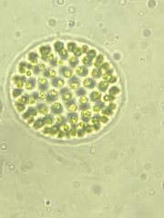 Chlorophyceae