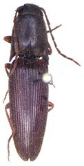 Conoderus tabidus