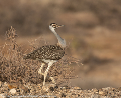 Heuglin's Bustard photo 4