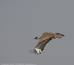 Heuglin's Bustard photo 5