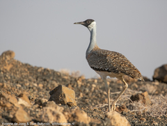 Heuglin's Bustard photo 1