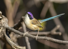 Purple-Crowned Fairywren photo 2