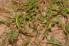 Tephrosia purpurea image