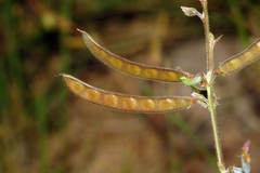 Tephrosia purpurea image