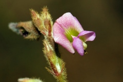 Tephrosia purpurea image