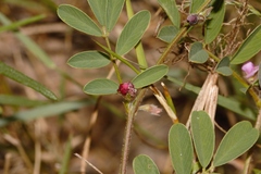 Tephrosia purpurea image