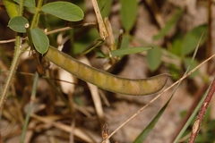 Tephrosia purpurea image