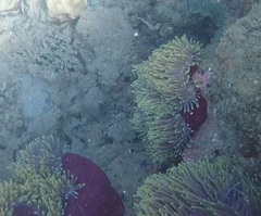 Heteractis magnifica