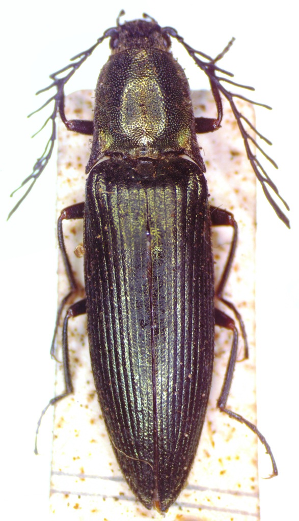 pectinate click beetle
