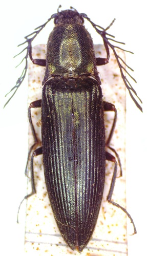 pectinate click beetle