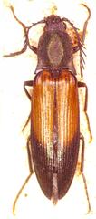 Ctenicera cuprea