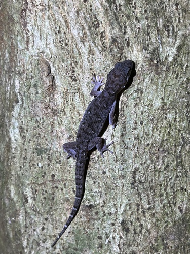 Siamese Leaf-toed Gecko, Dixonius siamensis