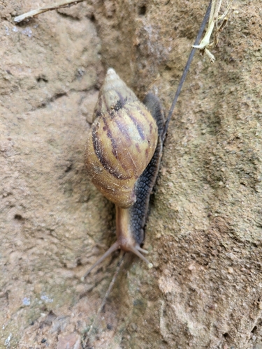 African Giant Snail