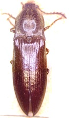 Ctenicera cuprea