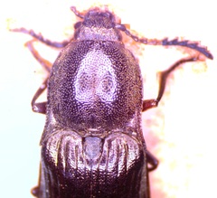 Ctenicera cuprea