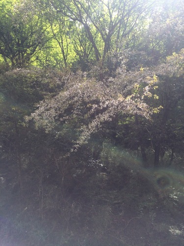 Prunus itosakura