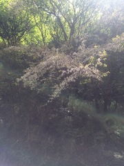 Prunus itosakura