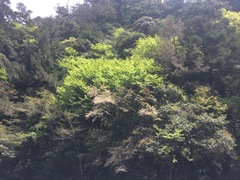 Prunus itosakura, photograph 呂一起(Lyu yi-chi), CC BY, iNaturalist via GBIF