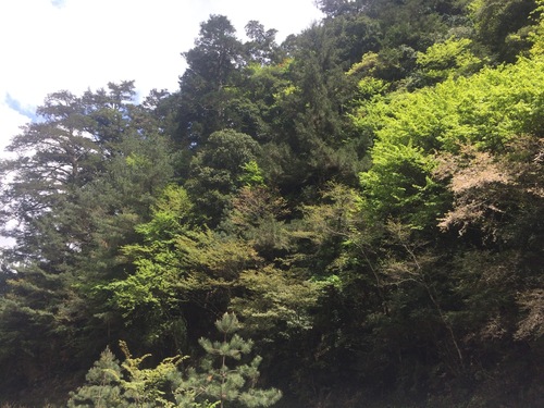 Prunus itosakura, photograph 2