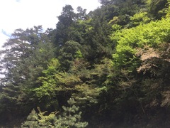 Prunus itosakura, photograph 呂一起(Lyu yi-chi), CC BY, iNaturalist via GBIF