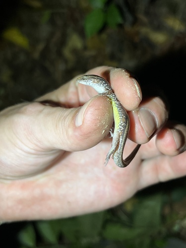 Indian Forest Skink