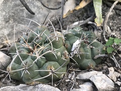 Thelocactus hexaedrophorus hexaedrophorus