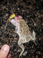 Anaxyrus compactilis