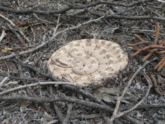 Crotalus cerastes cerastes