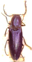 Ctenicera cuprea