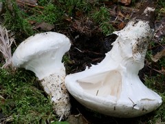 Catathelasma