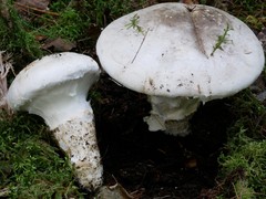 Catathelasma