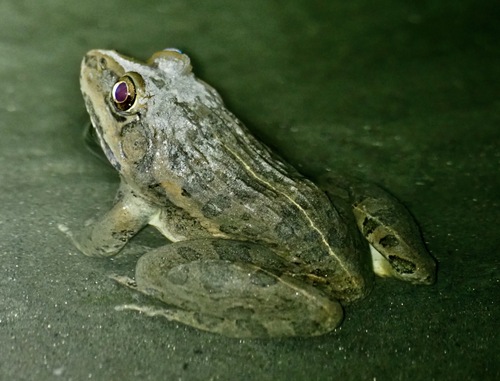 Indus Valley Bullfrog