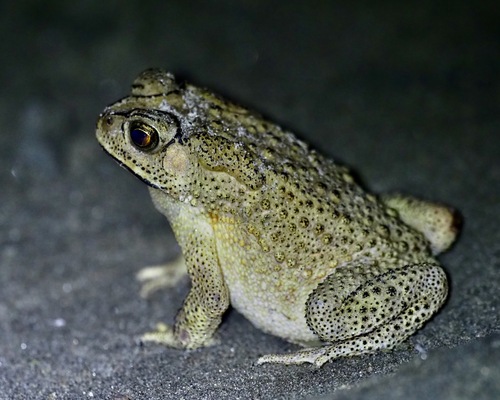 Asian Common Toad