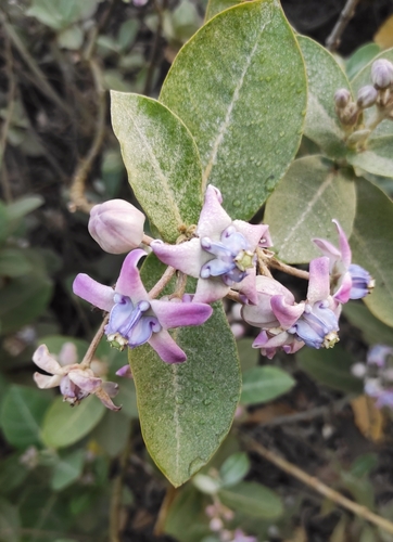 crown flower