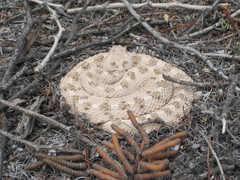 Crotalus cerastes cerastes