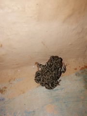 Anaxyrus compactilis