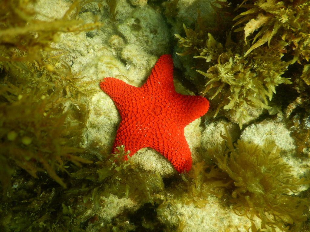 Striking Sea Star