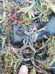 Lithobates neovolcanicus