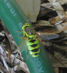 Odontomyia cincta