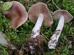 Cortinarius armeniacus