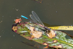 Oxyallagma dissidens