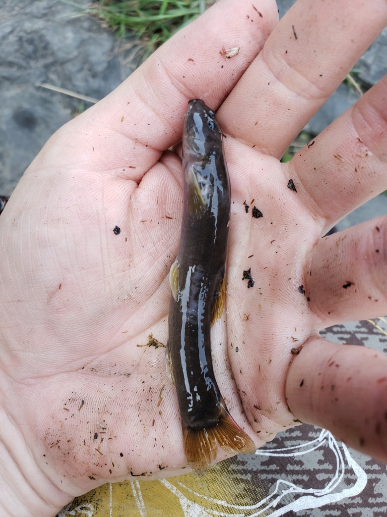 Oranje-bermpje (Schistura melarancia) — Nemacheilidae